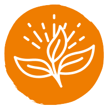 Plant-based functional foods